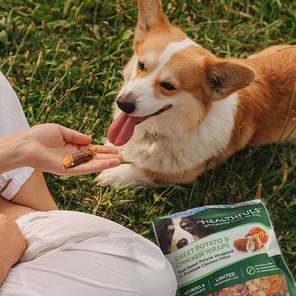 Corgi receiving Healthfuls Sweet Potato Chicken Wraps from his owner