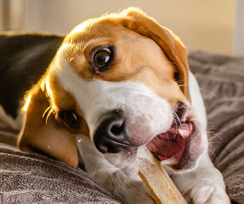 Chomp'ems – westminsterpet
